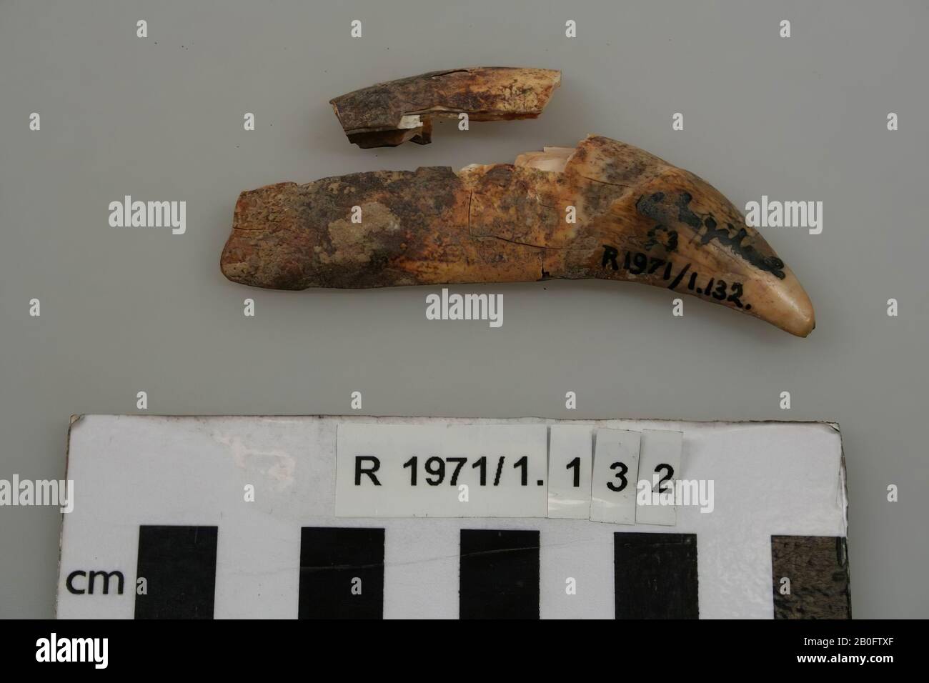 Bone Attached High Resolution Stock Photography And Images Alamy