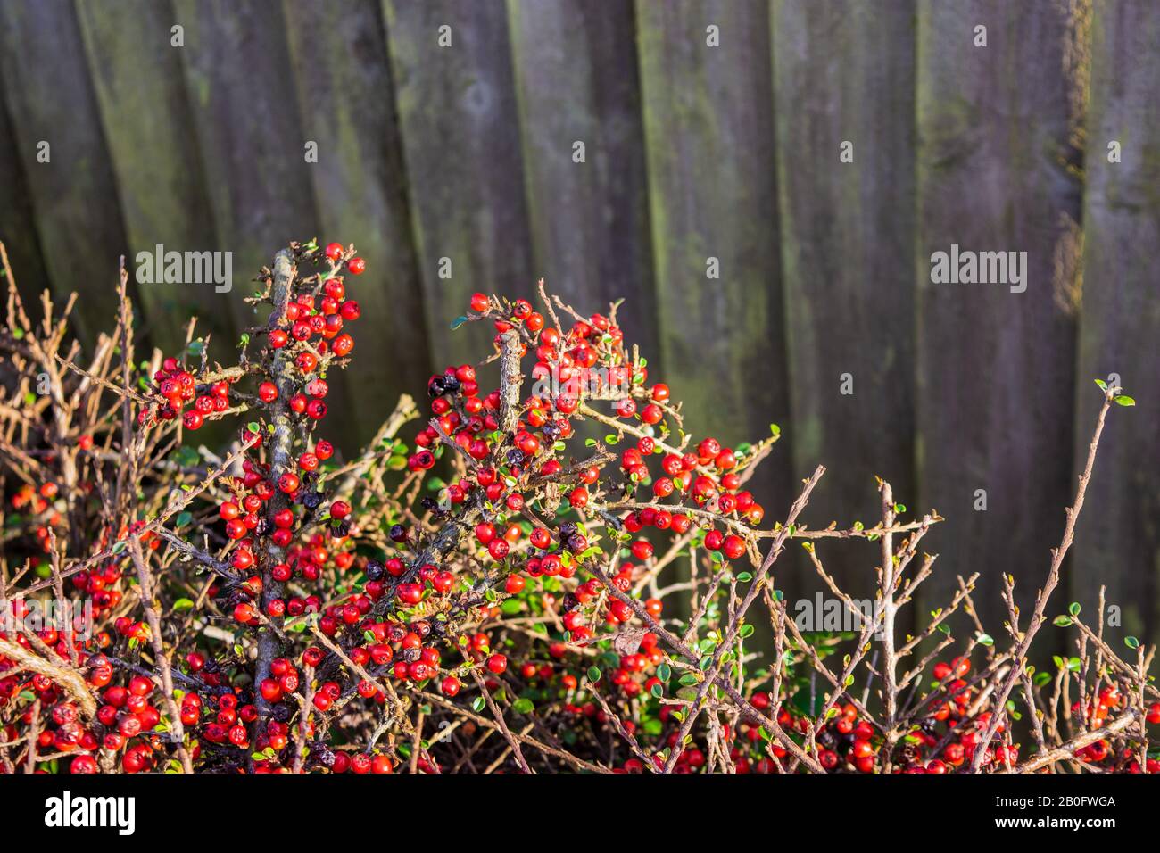 Twigs and bright red berries of Cotoneaster horizontalis with some new leaves just appearing with a panel fence in the background Stock Photo