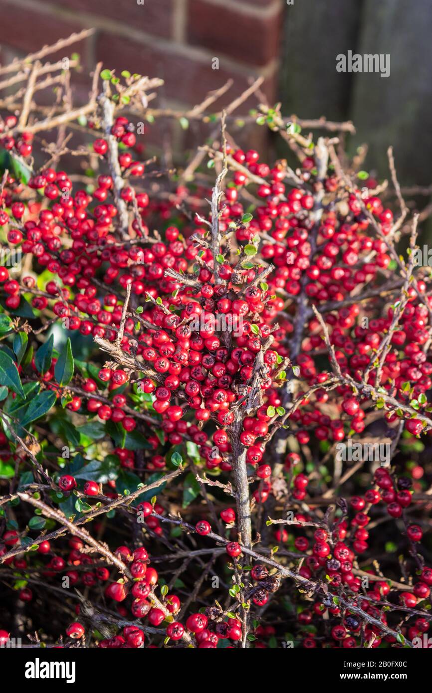 A flat spray cluster of red berries of the Cotoneaster horizontalis shrub with other twigs and berries out of focus in the background Stock Photo