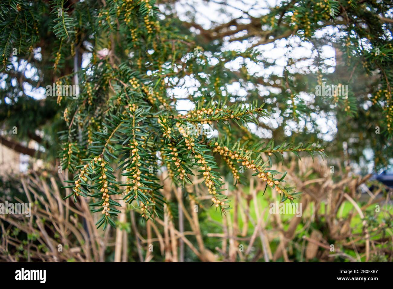 Small yellow brown globe like structures down a yew tree Taxus baccata branch that are the trees blossom in early February Stock Photo