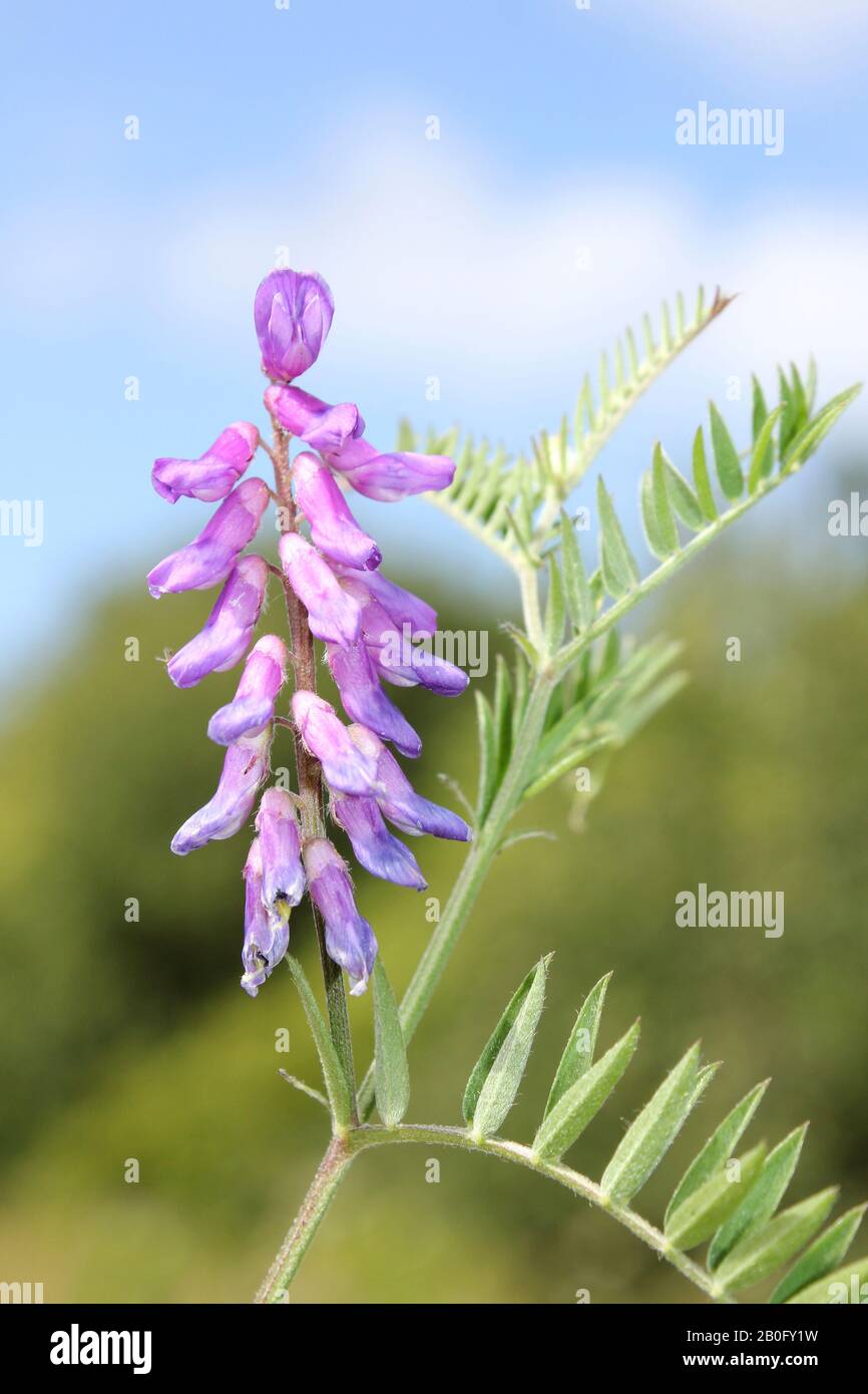 Tufted Vetch Vicia cracca  at Minera Quarry Nature reserve, nr Wrexham, Wales Stock Photo