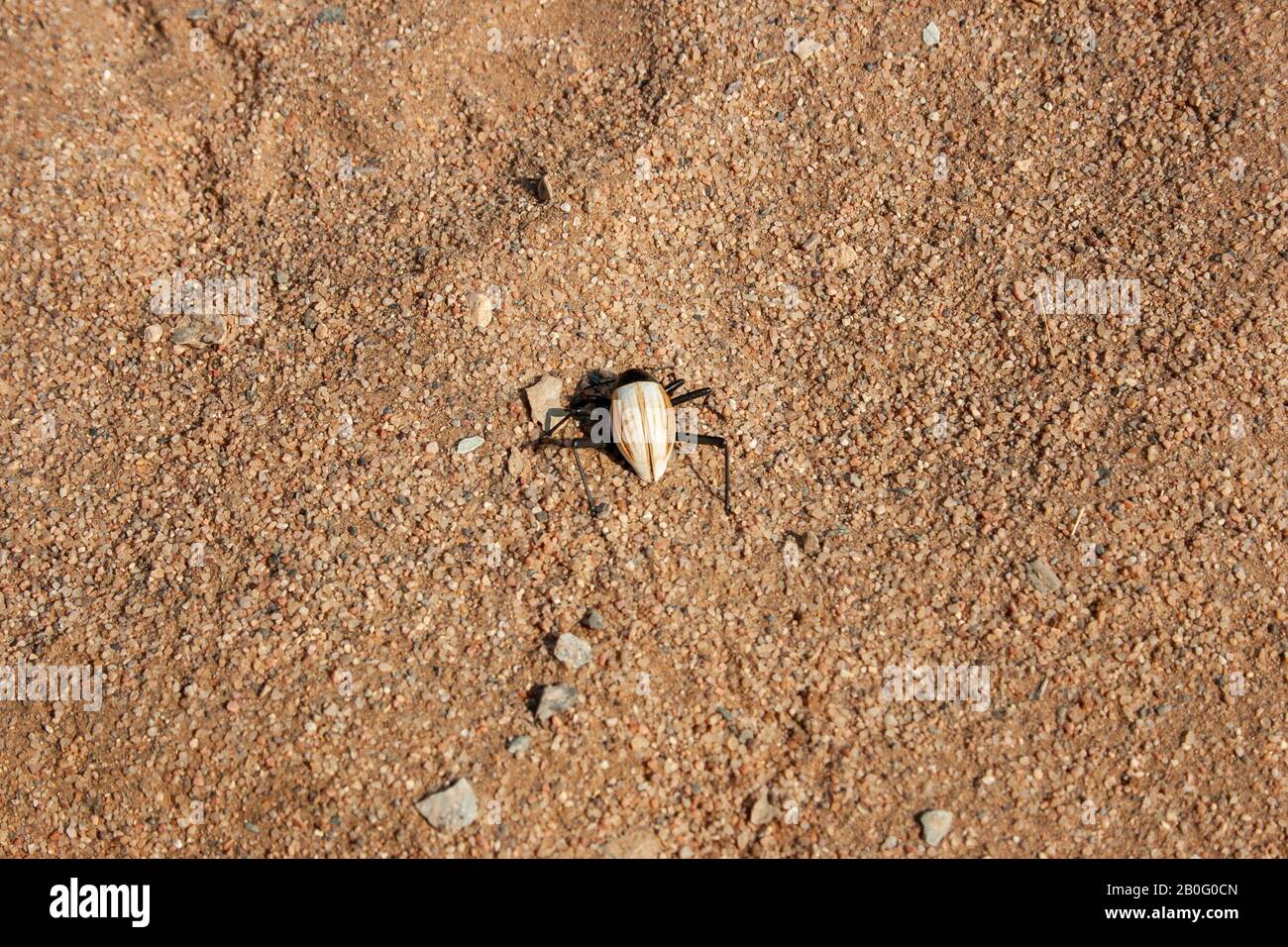 Onymacris langi meridionalis, dune darkling beetle, in the arid desert