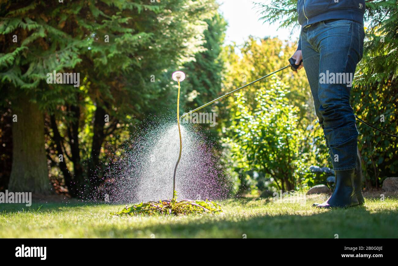 Spraying weeds in the garden Stock Photo Alamy
