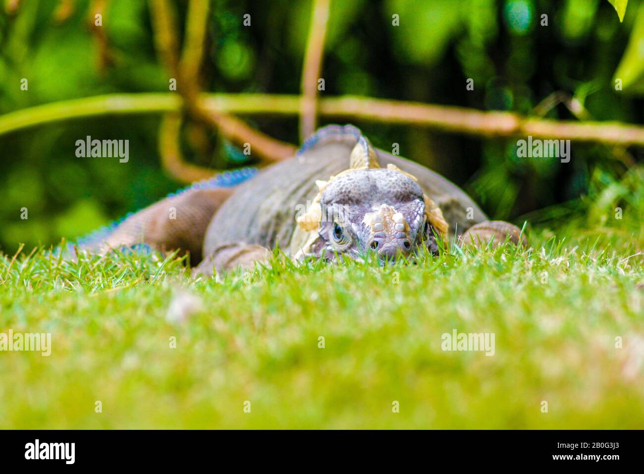 Iguana perched in the green grass Stock Photo