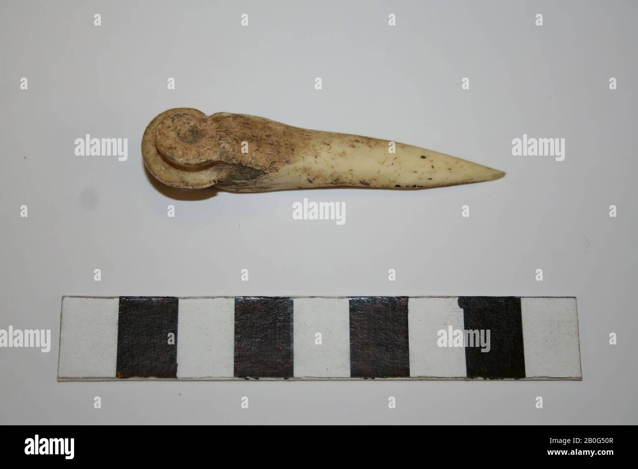 edit, point, organic, bone, L. 6 cm, France, unknown, unknown, unknown Stock Photo