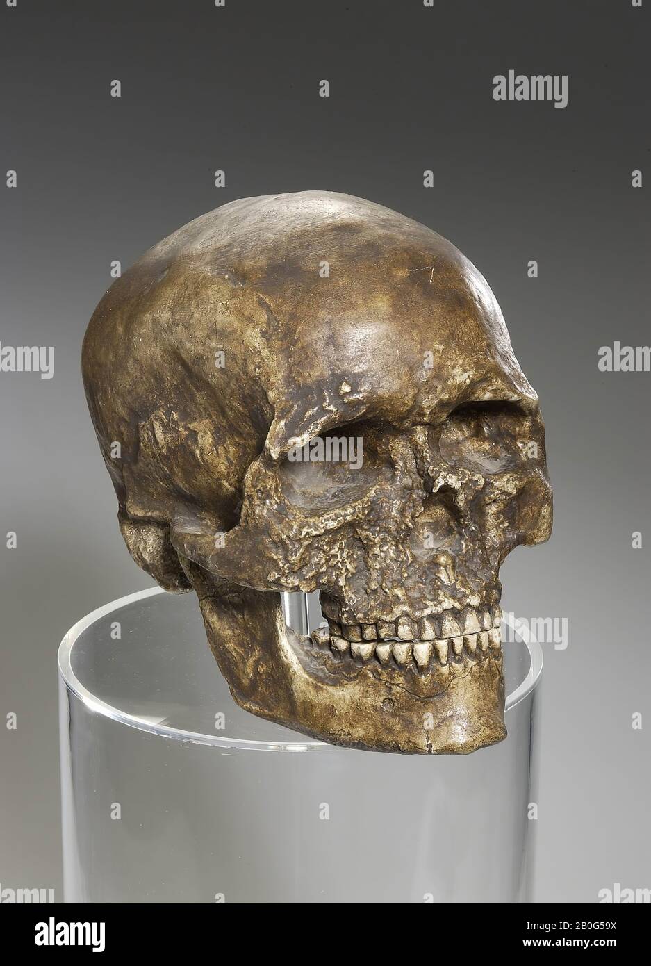 Plaster cast of a skull with lower jaw of a Homo sapiens. Slight surface damage., Casting, skull, plaster, 23 x 15 x 19.5 cm, prehistory, France, Dordogne, Les Eyzies-de-Tayac, Cro Magnon Stock Photo