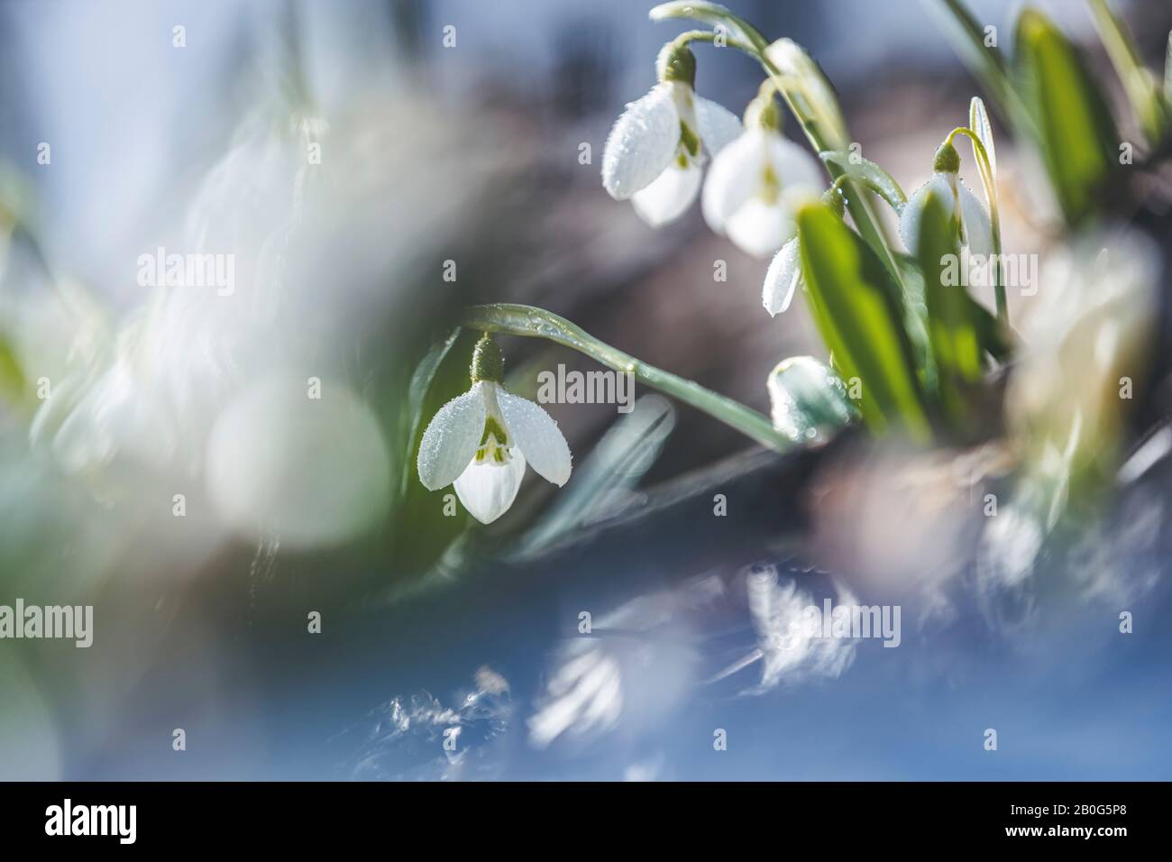 Tender spring flowers snowdrops harbingers of warming symbolize the arrival of spring. White blooming snowdrop folded or Galanthus plicatus. Spring su Stock Photo