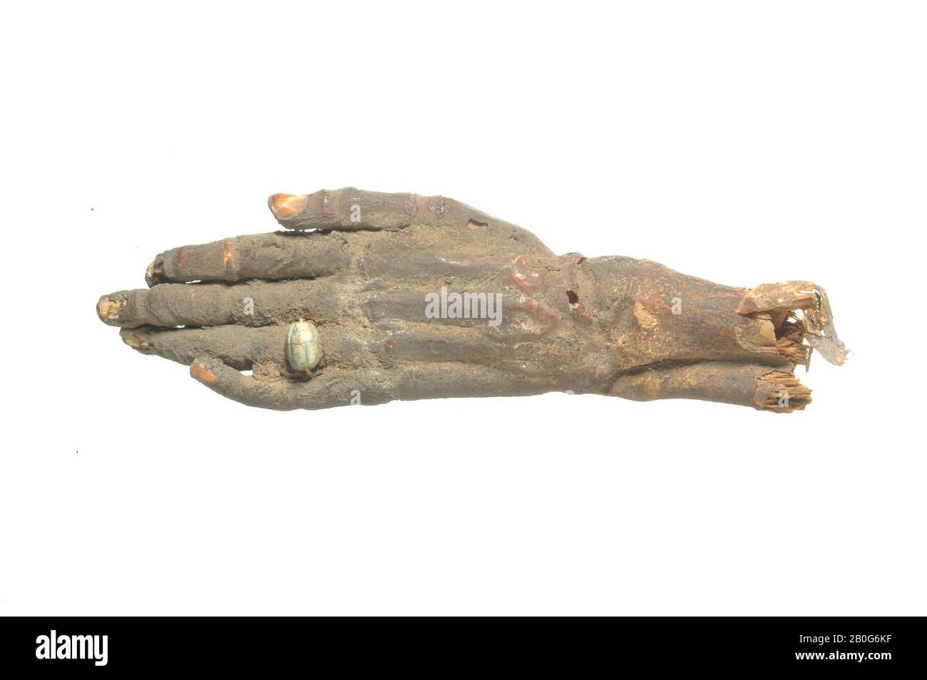 hand, left, finger ring, scarab, Left hand or a very young child (about 2-4 years old), broken off over the radius and ulna. All fingers are extended. The hand has been unwrapped, there are no remains of linen. The skin is dark brown in color with a reddish hue in places. The finger-nails of thumb and little finger are well preserved, the others lost. On the ring-finger is a flat gold ring with a green felspar scarab or simple type (length 0.8, width 0.6, height 0.4 cm)., Human mummy, fragment, mummy, gold, faience, 13.4 x 3.9 x 1 , 6 cm, 500 BC-300 AD, Egypt Stock Photo