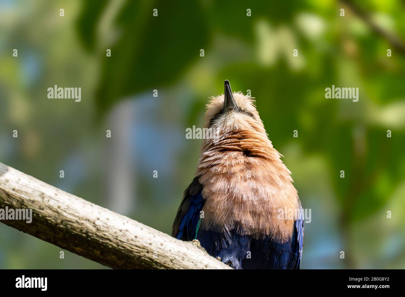 Blue-bellied roller bird in a tree branch Stock Photo