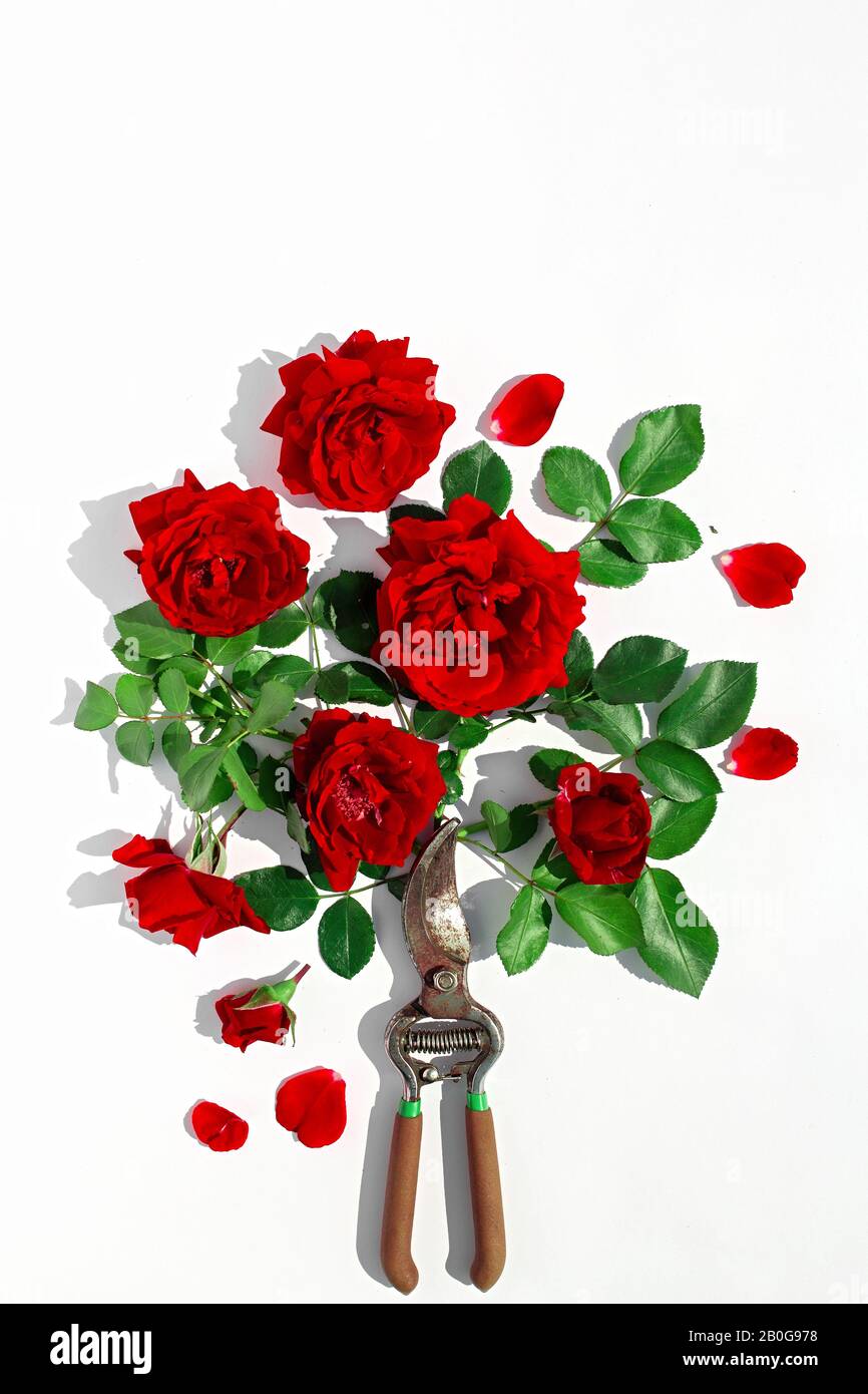 A bush from a garden pruner, flowers rose and green leaves isolated on a white background. Pruning plants in the garden. Gardening, creative concept. Stock Photo