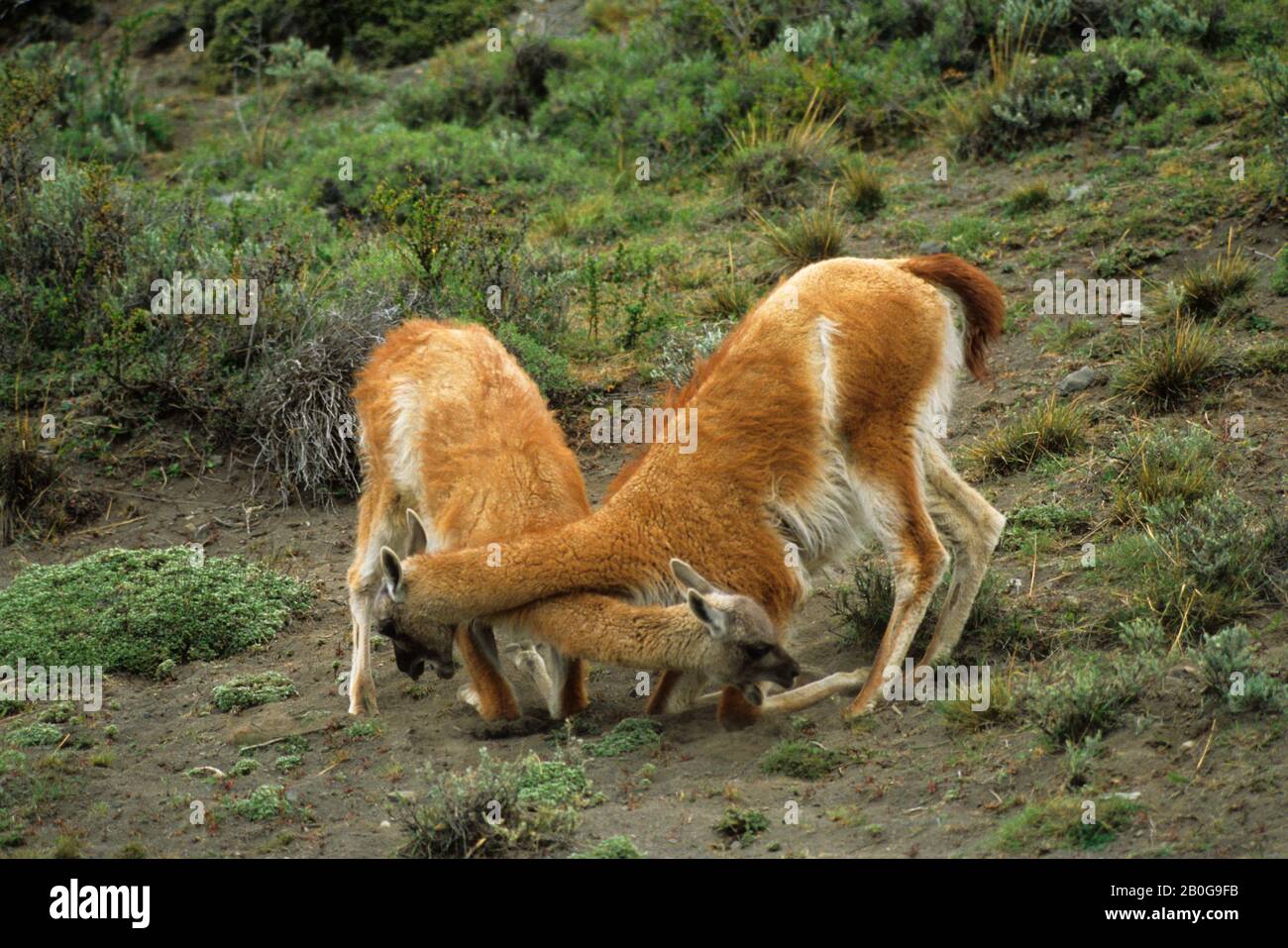 CHILE, TORRES DEL PAINE NAT'L PARK, GUANACOS, BACHELOR GROUP, YOUNG MALES PLAY-FIGHTING Stock Photo