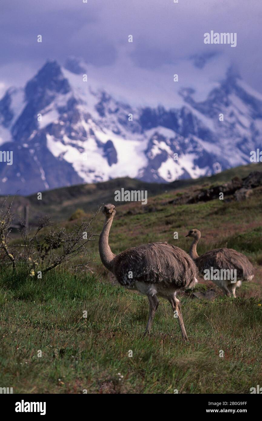 CHILE, TORRES DEL PAINE NAT'L PARK, DARWINS RHEAS, Pterocnemia pennata Stock Photo