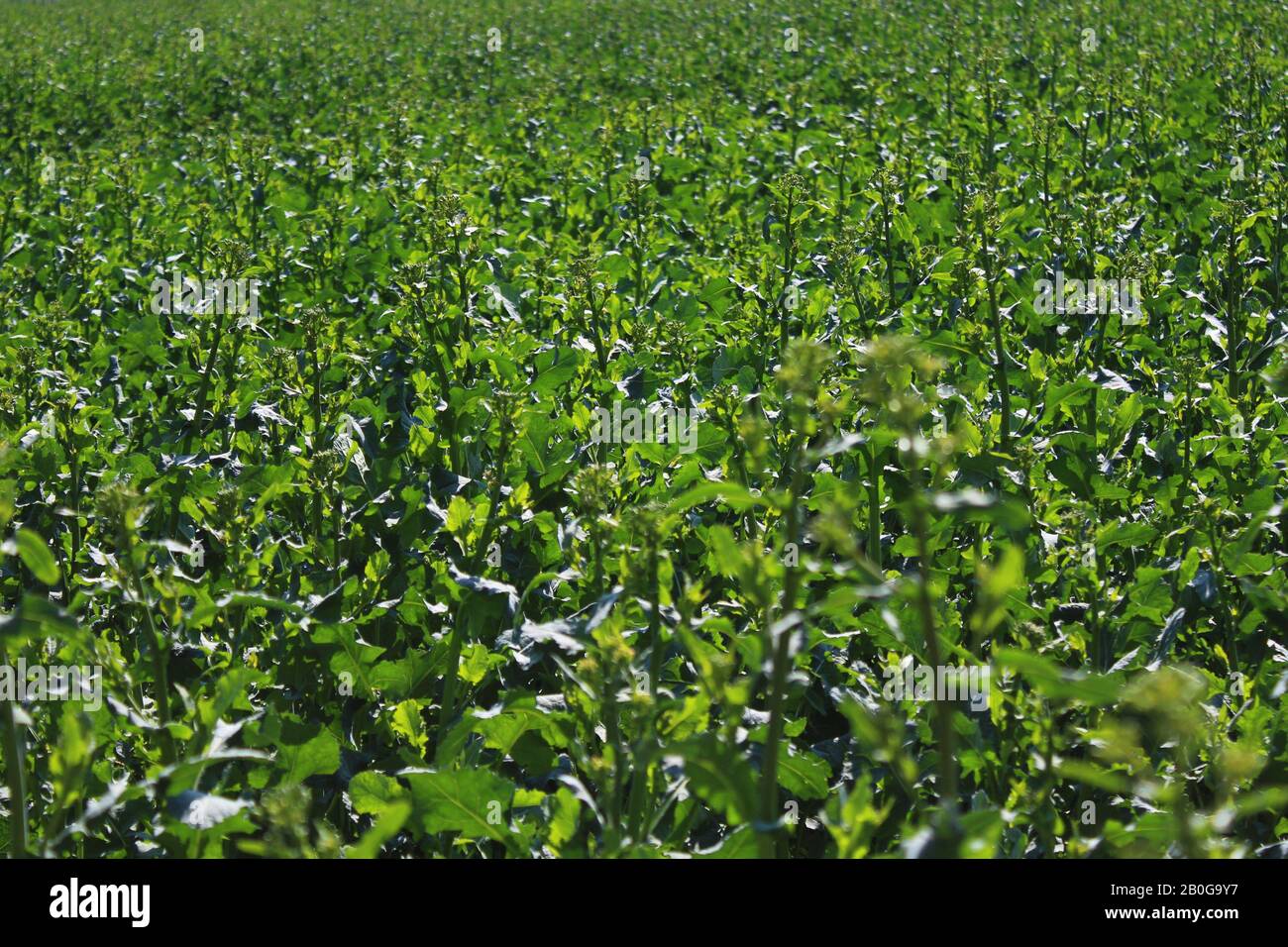 The picture shows a field of rape in the summer Stock Photo - Alamy