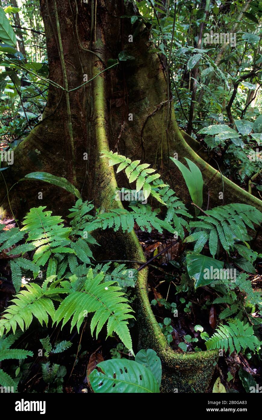 Rainforest Floor South America Stock Photos Rainforest Floor