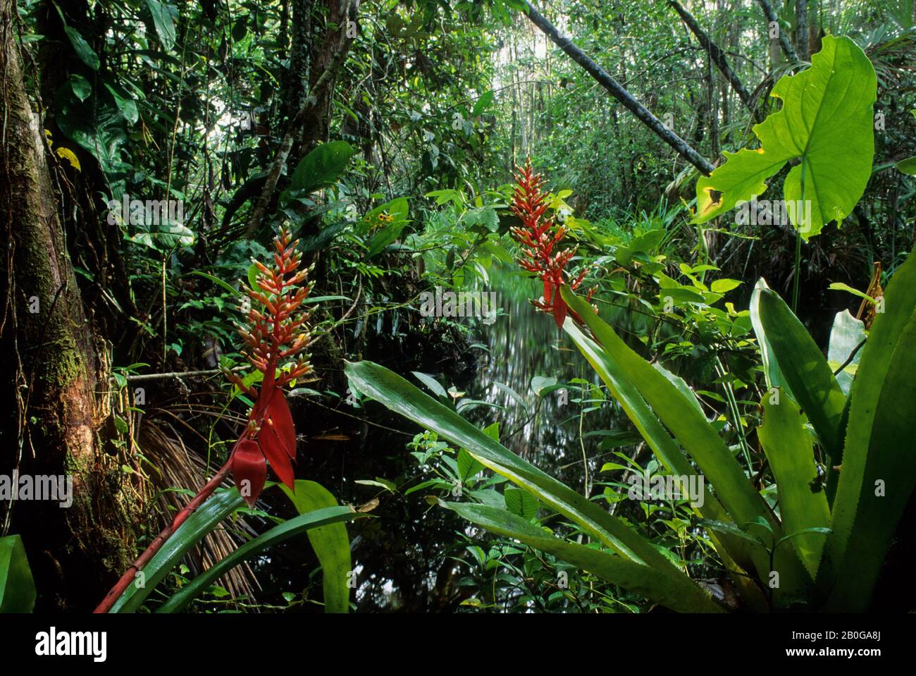 Amazon Rainforest Flowers