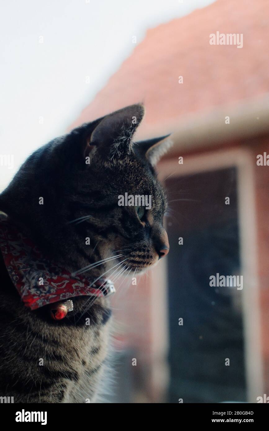 Tabby cat indoors looking out window Stock Photo - Alamy