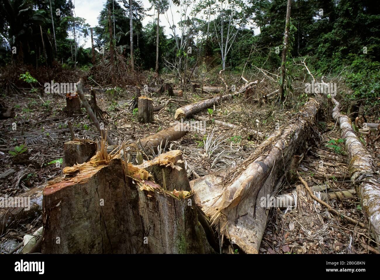 Tree Cutting Amazon High Resolution Stock Photography and Images - Alamy