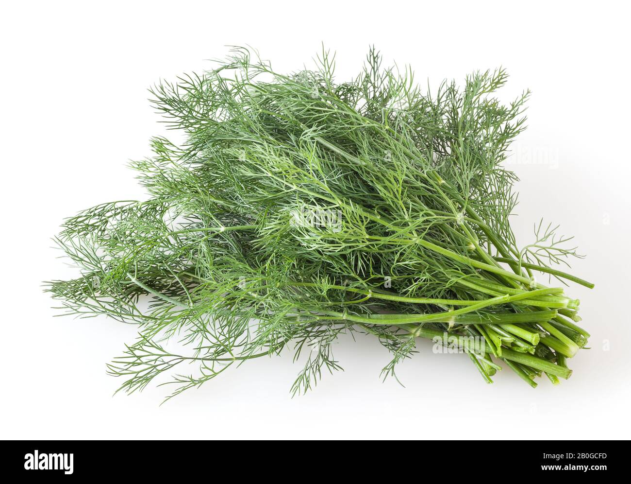 Fresh dill isolated on white background Stock Photo