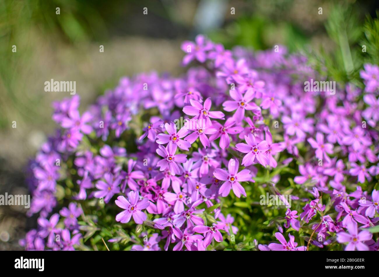 Pink phlox subulata - beautiful flower defocused photo Stock Photo - Alamy