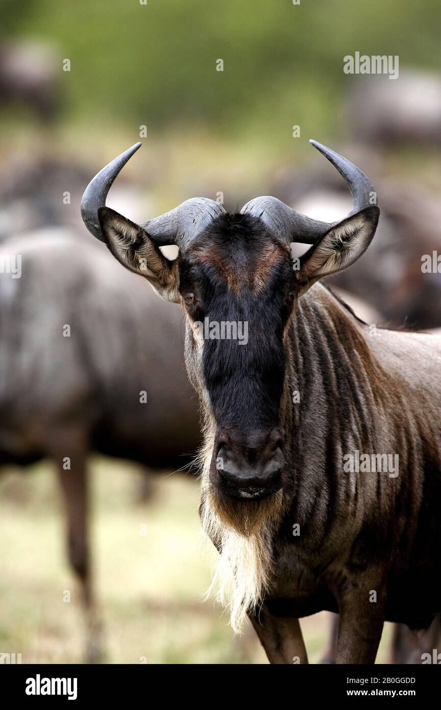 Blue Wildebeest, connochaetes taurinus, Portrait, Masai Mara park in Kenya Stock Photo