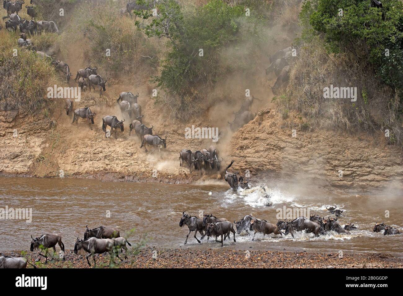 Blue Wildebeest, connochaetes taurinus, Herd Crossing River during Migration, Masai Mara park in Kenya Stock Photo
