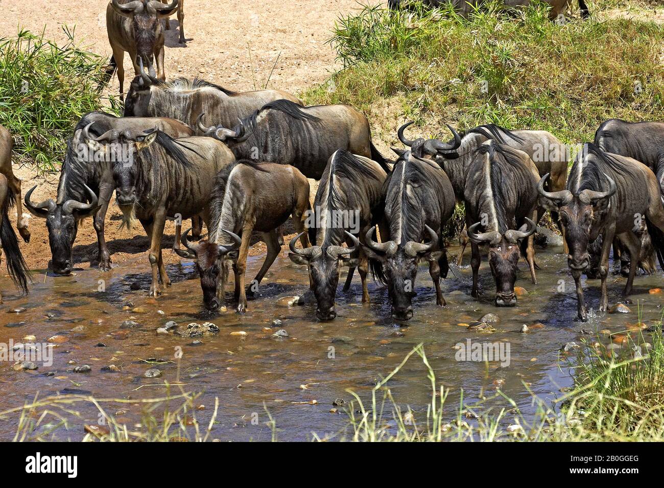 Blue Wildebeest, connochaetes taurinus, Herd drinking at Water Hole, Masai Mara park in Kenya Stock Photo