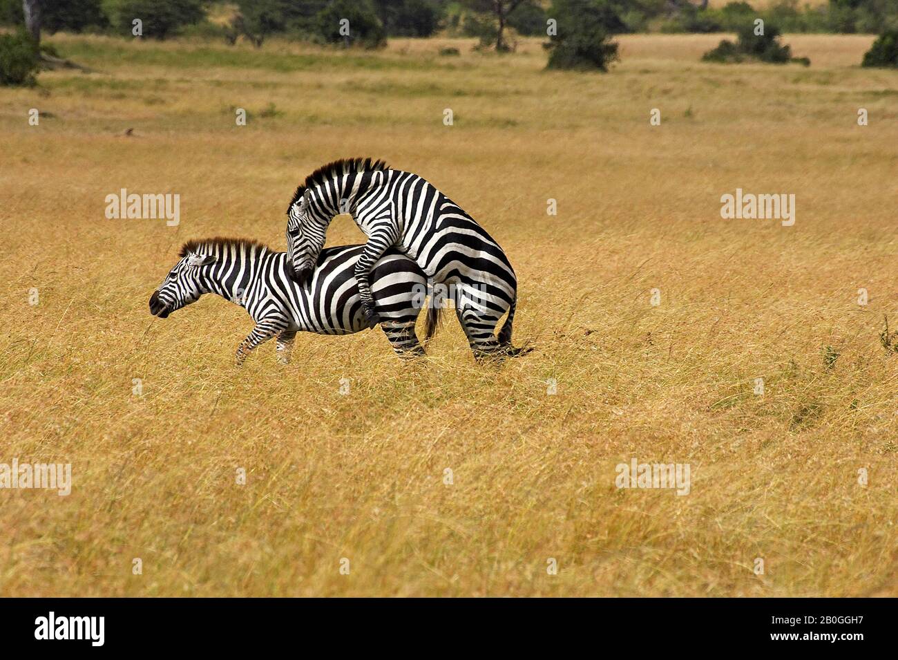 Burchell's Zebra, equus burchelli, Pair Matin, Masai Mara Park in Kenya