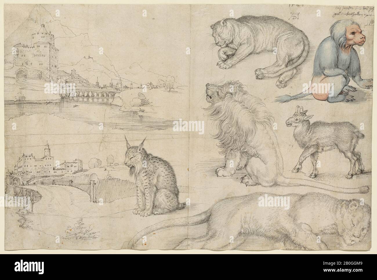 Albrecht Dürer, German, 1471–1528, Sketches of Animals and Landscapes,  1521, Pen and black ink, and blue, gray, and rose wash on paper, 10 7/16 x  15 5/8 in. ( x  cm Stock Photo - Alamy