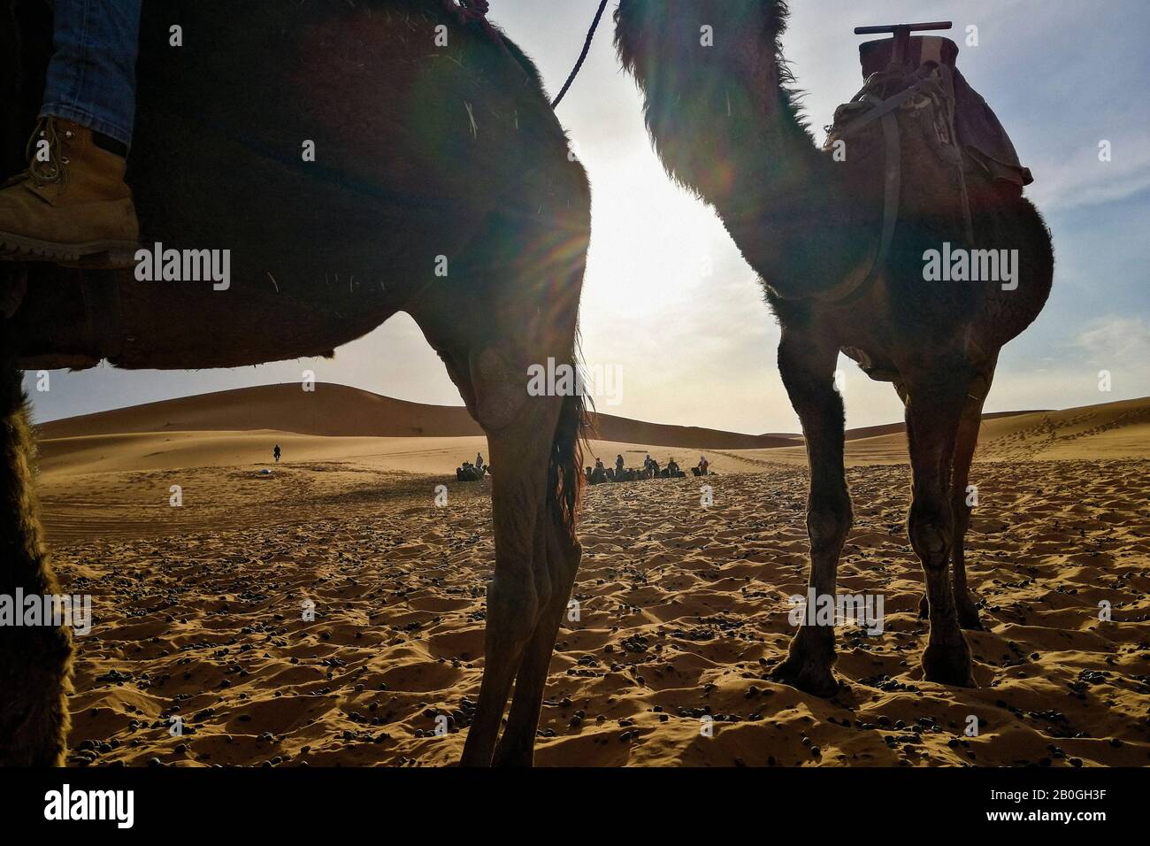 Morocco, Merzouga,  camels Stock Photo