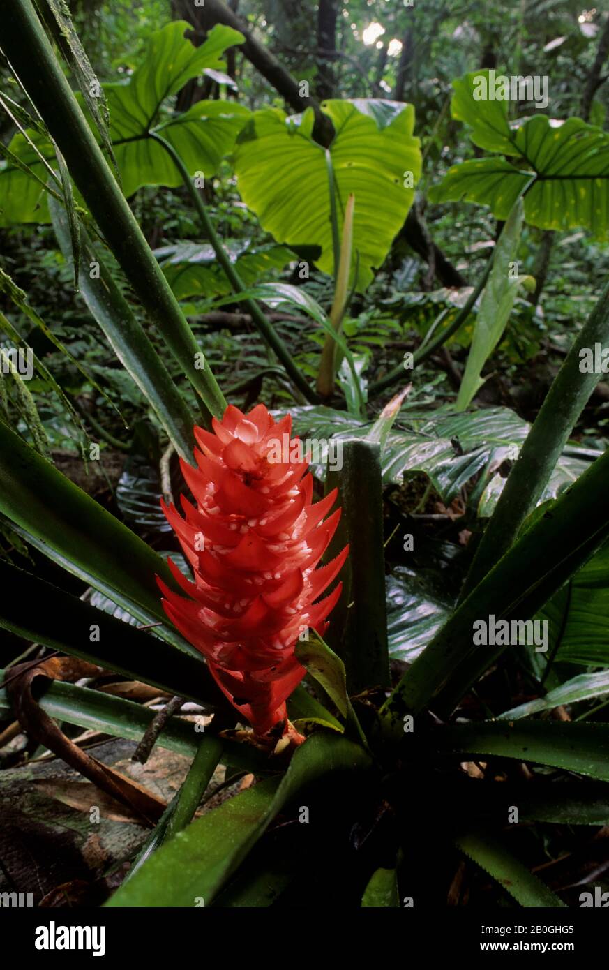 Bromeliads (Bromeliaceae) in flower in rainforest, Salto Morato