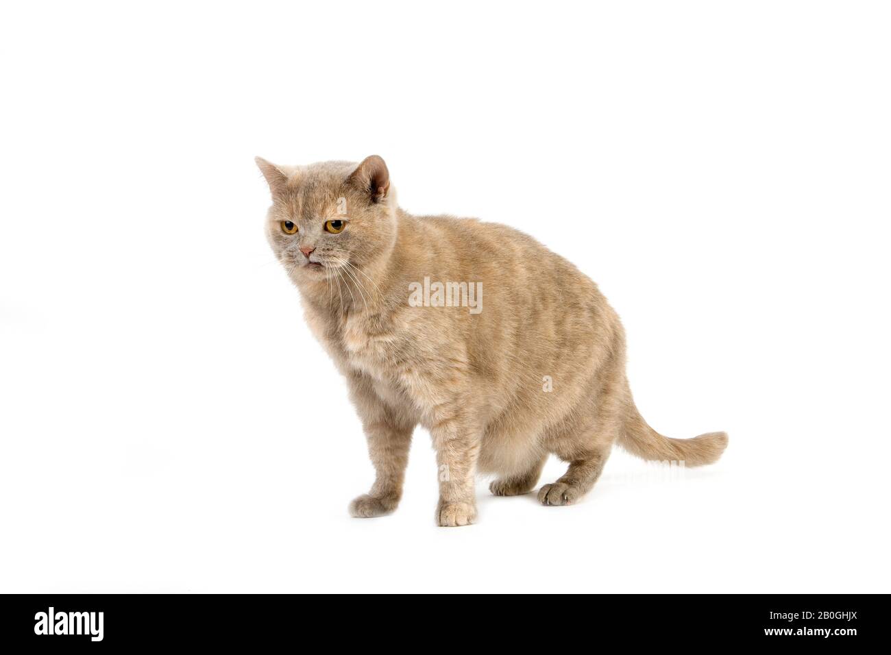 Lilac Cream British Shorthair Domestic Cat, Female against