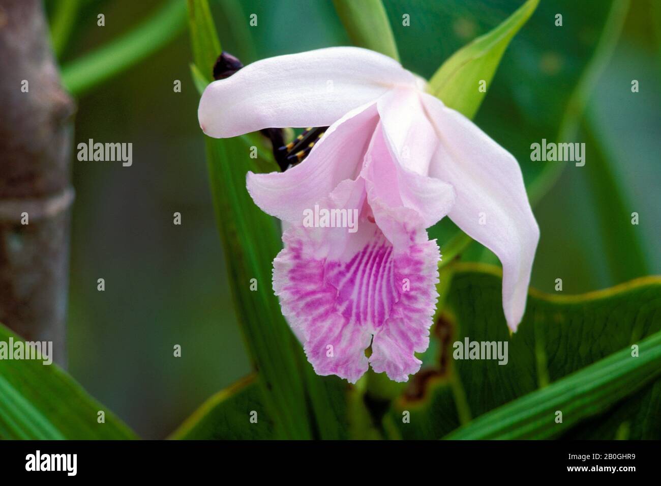 Rainforest orchids amazon hires stock photography and images Alamy