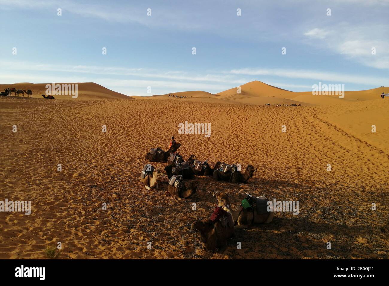 Morocco, Merzouga,  camels Stock Photo
