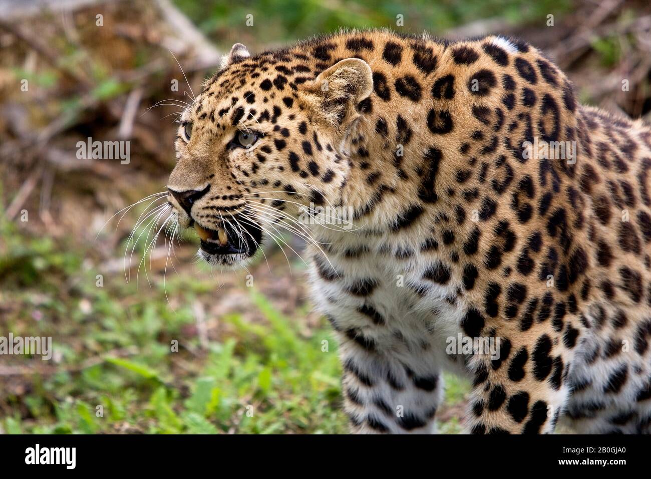 Amur Leopard Profile High Resolution Stock Photography and Images - Alamy