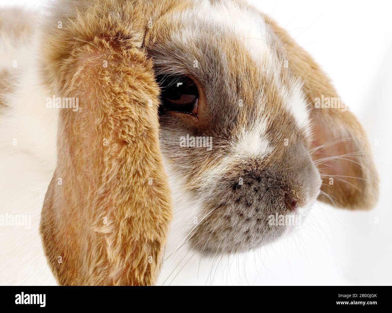 Lop-Eared Domestic Rabbit against White Background Stock Photo - Alamy