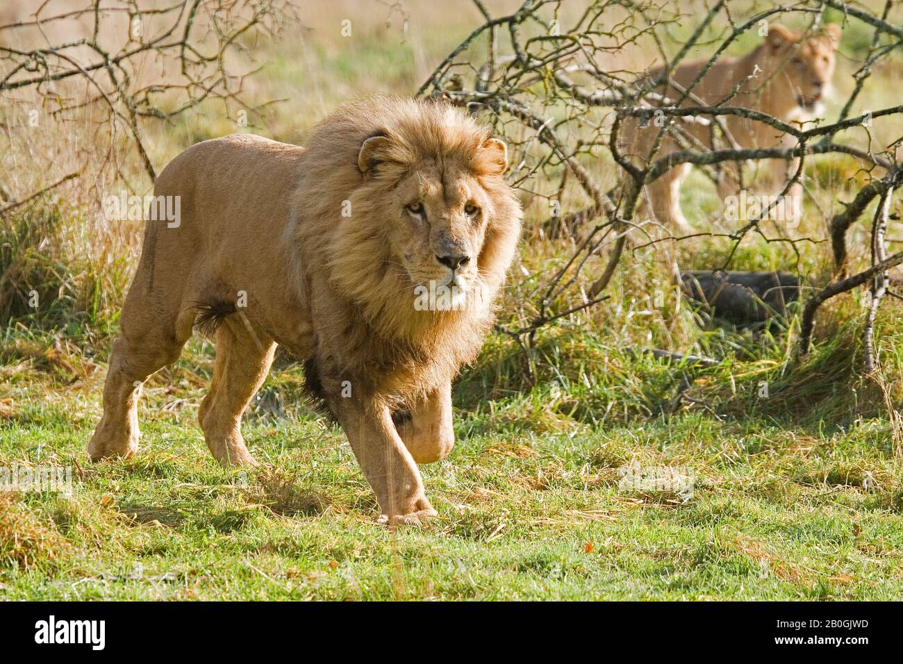 Katanga Lion or Southwest African Lion, panthera leo bleyenberghi, Pair Stock Photo