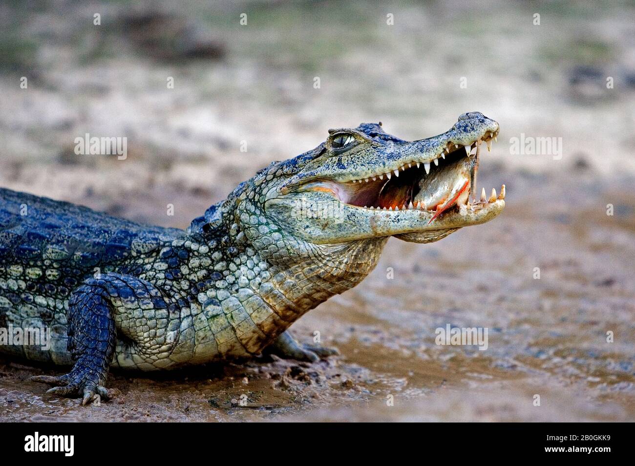 Spectacled Caiman, caiman crocodilus, Catching Fish in River, Los Lianos in Venezuela Stock Photo