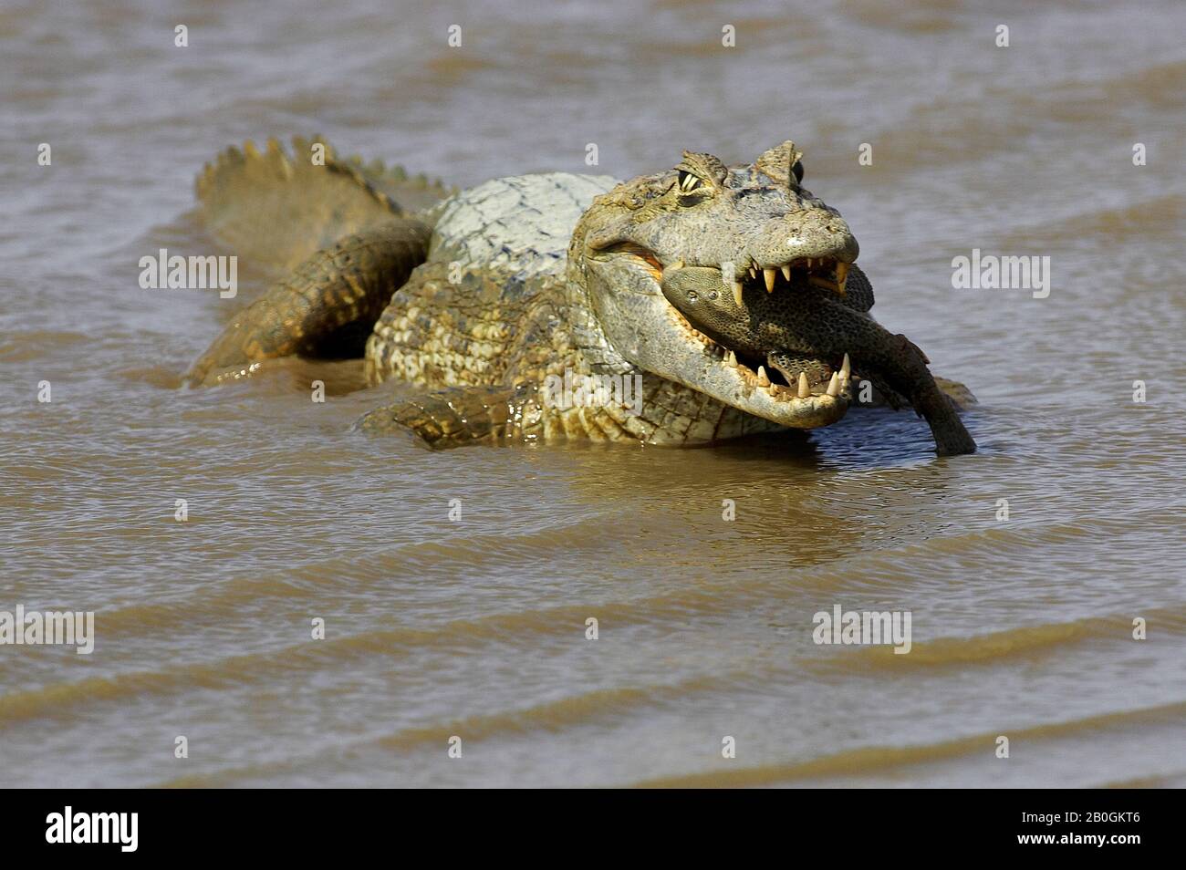 Spectacled Caiman, caiman crocodilus, Catching Fish in River, Los Lianos in Venezuela Stock Photo