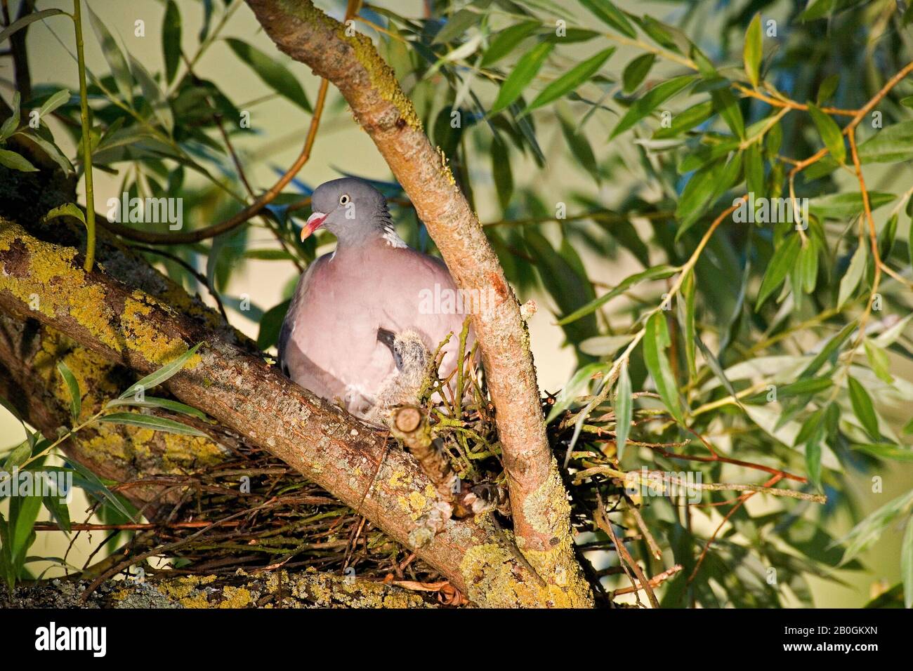 wood-pigeon-columba-palumbus-adult-and-chick-standing-on-nest