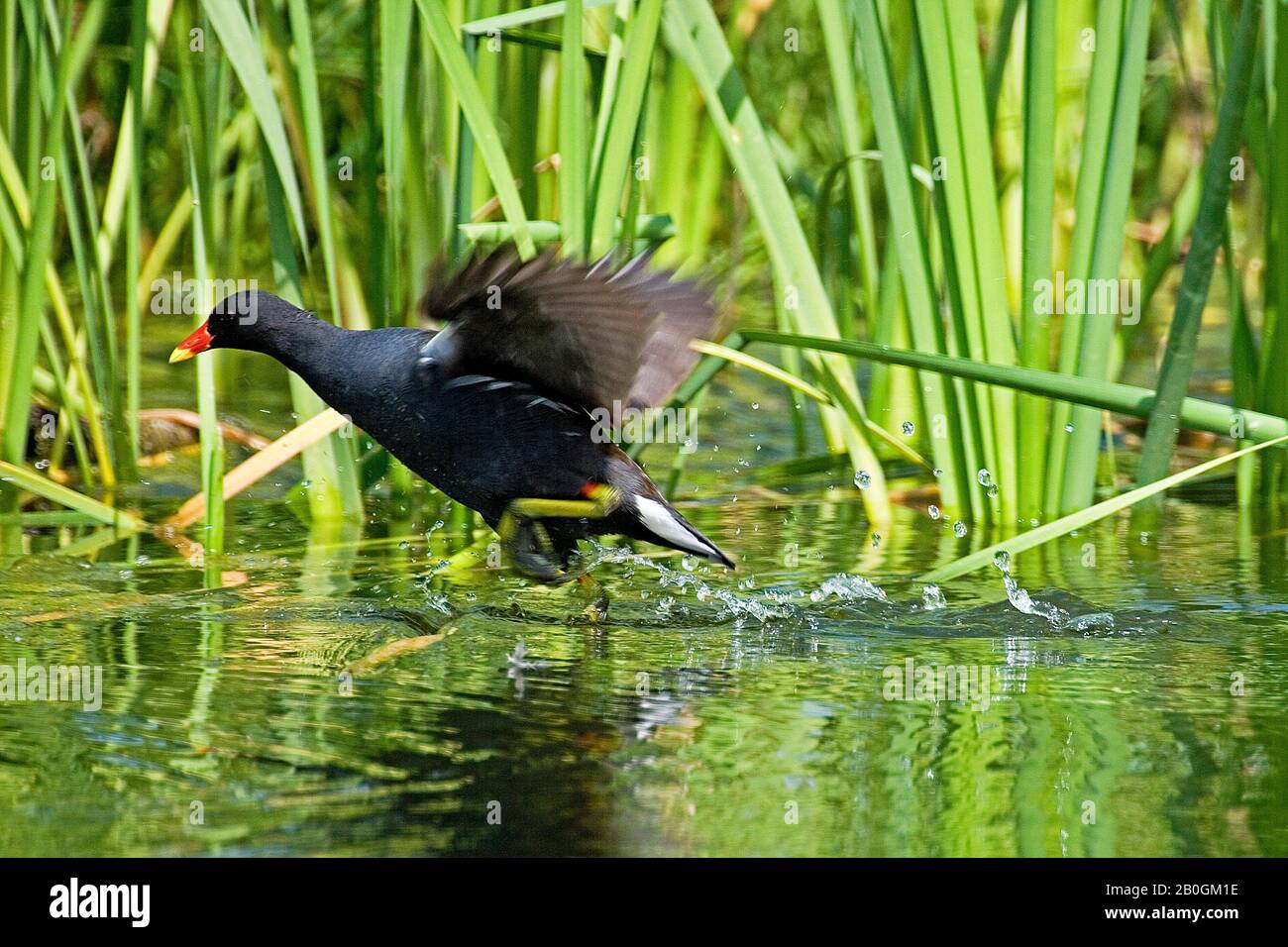 Common Moorhen or European Moorhen, gallinula chloropus, Adult in flight, taking off from  Pond, Normandy Stock Photo