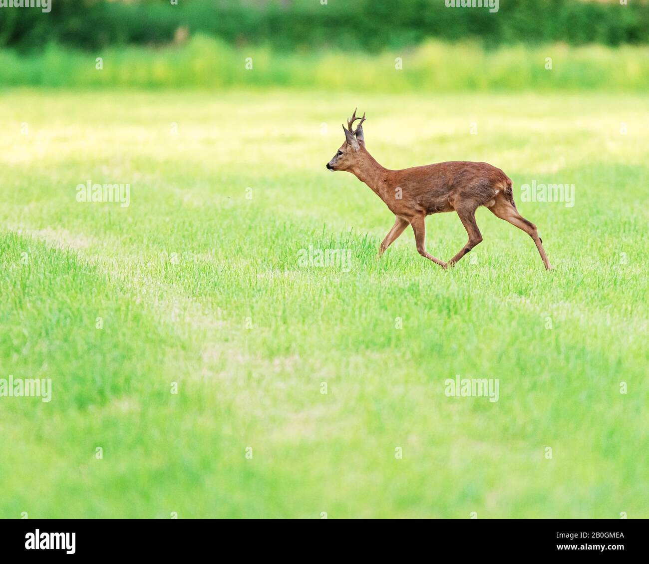 Roe deer antler walking hi-res stock photography and images - Alamy
