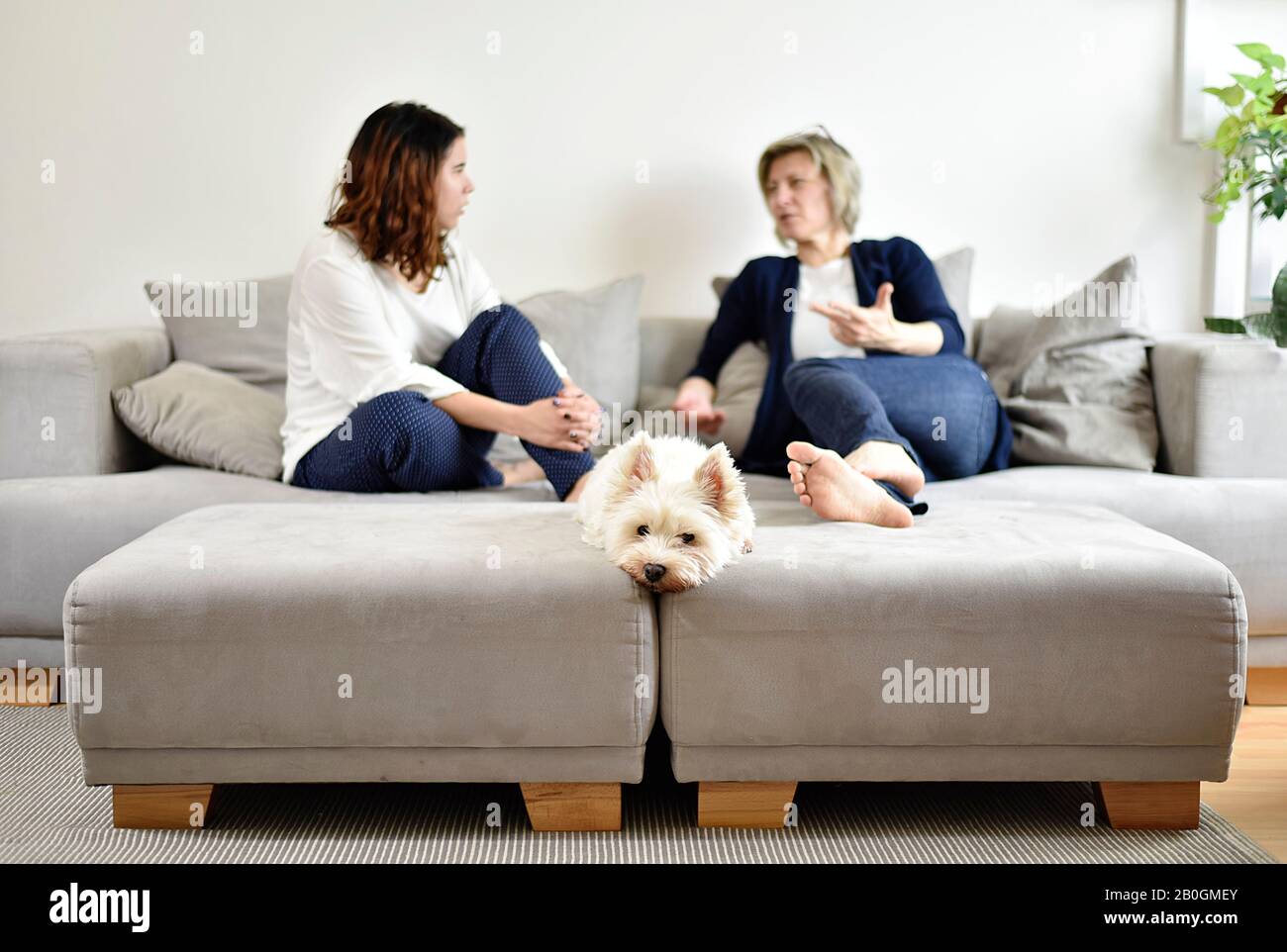 A young and old woman talking together on a sofa and lying with a white terrier Stock Photo