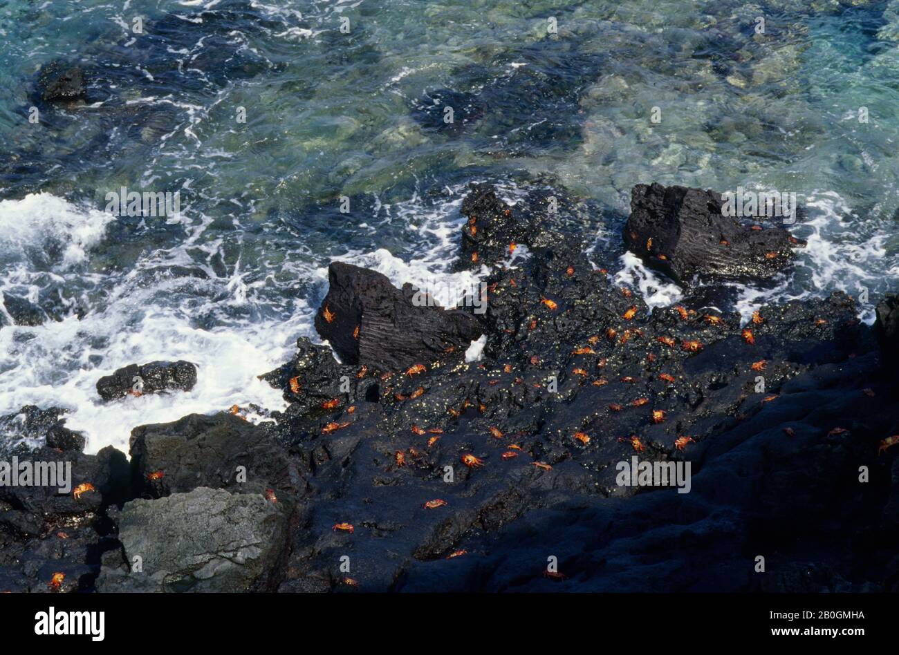 ECUADOR,GALAPAGOS ISLANDS, BARTOLOME ISLAND, SALLYLIGHTFOOT CRABS