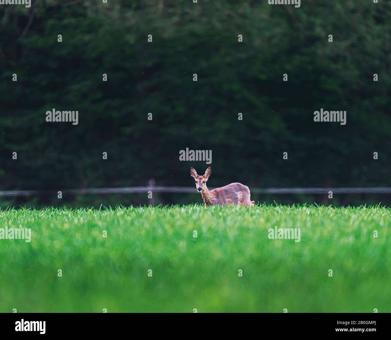 Roe deer doe spring hi-res stock photography and images - Alamy
