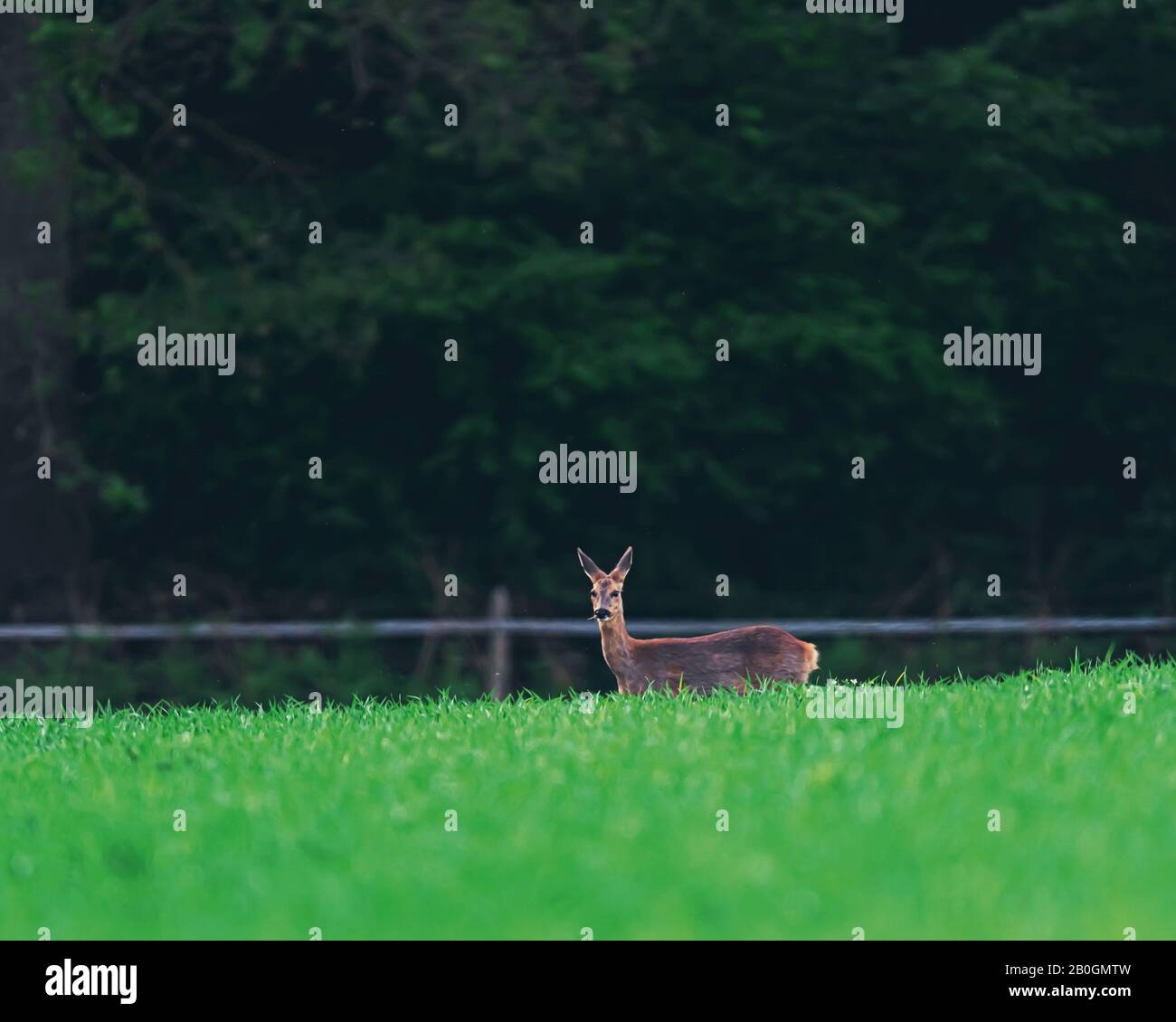 Roe doe deer young spring hi-res stock photography and images - Alamy