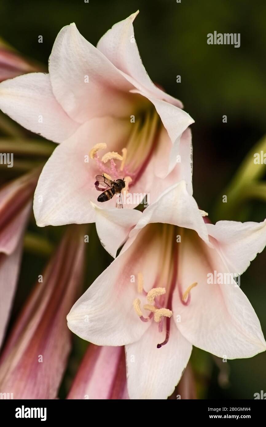 Vaal River Lily (Crinum bulbispermum) Stock Photo