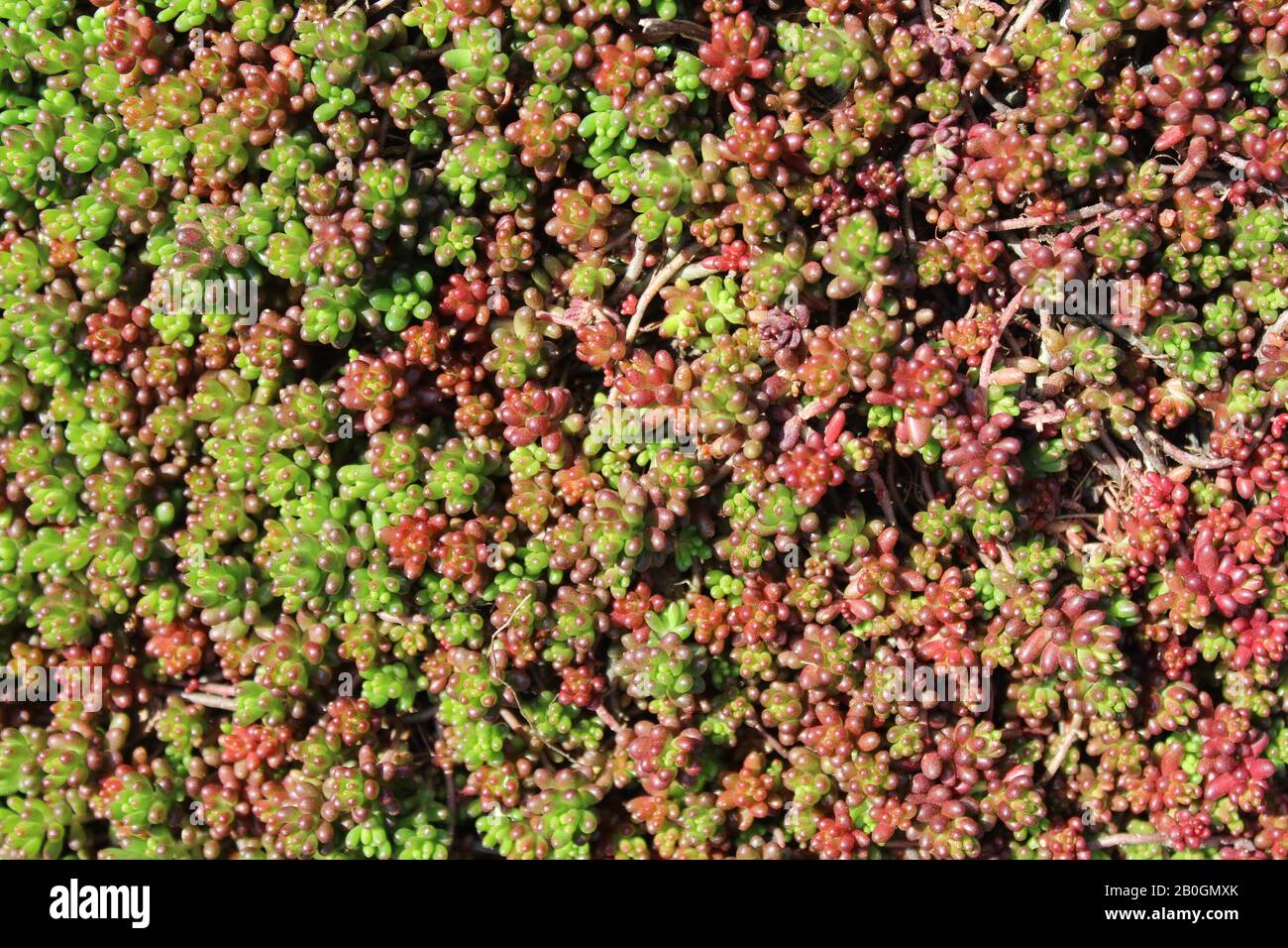 The picture shows groundcover plant in the garden Stock Photo Alamy