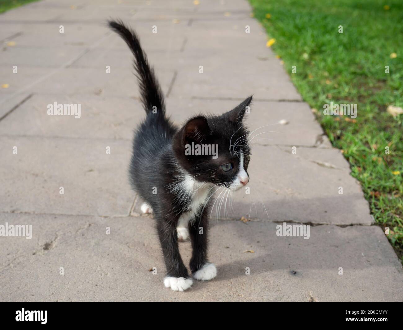 black and white stray kitten walking Stock Photo - Alamy