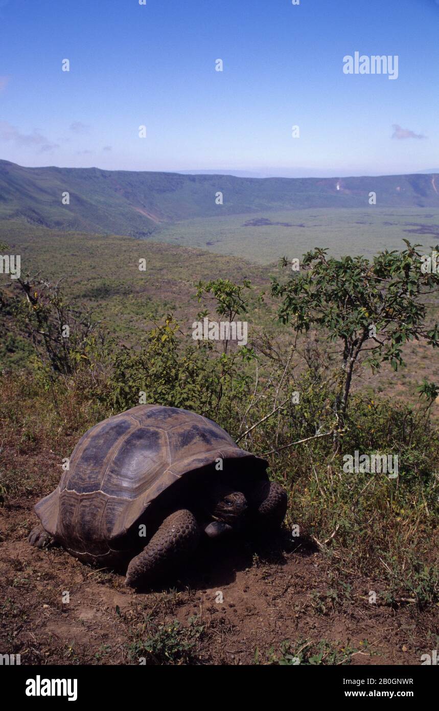 ECUADOR,GALAPAGOS ISLANDS, ISABELA ISLAND, ALCEDO VOLCANO, GALAPAGOS TORTOISE ON RIM OF CRATER Stock Photo