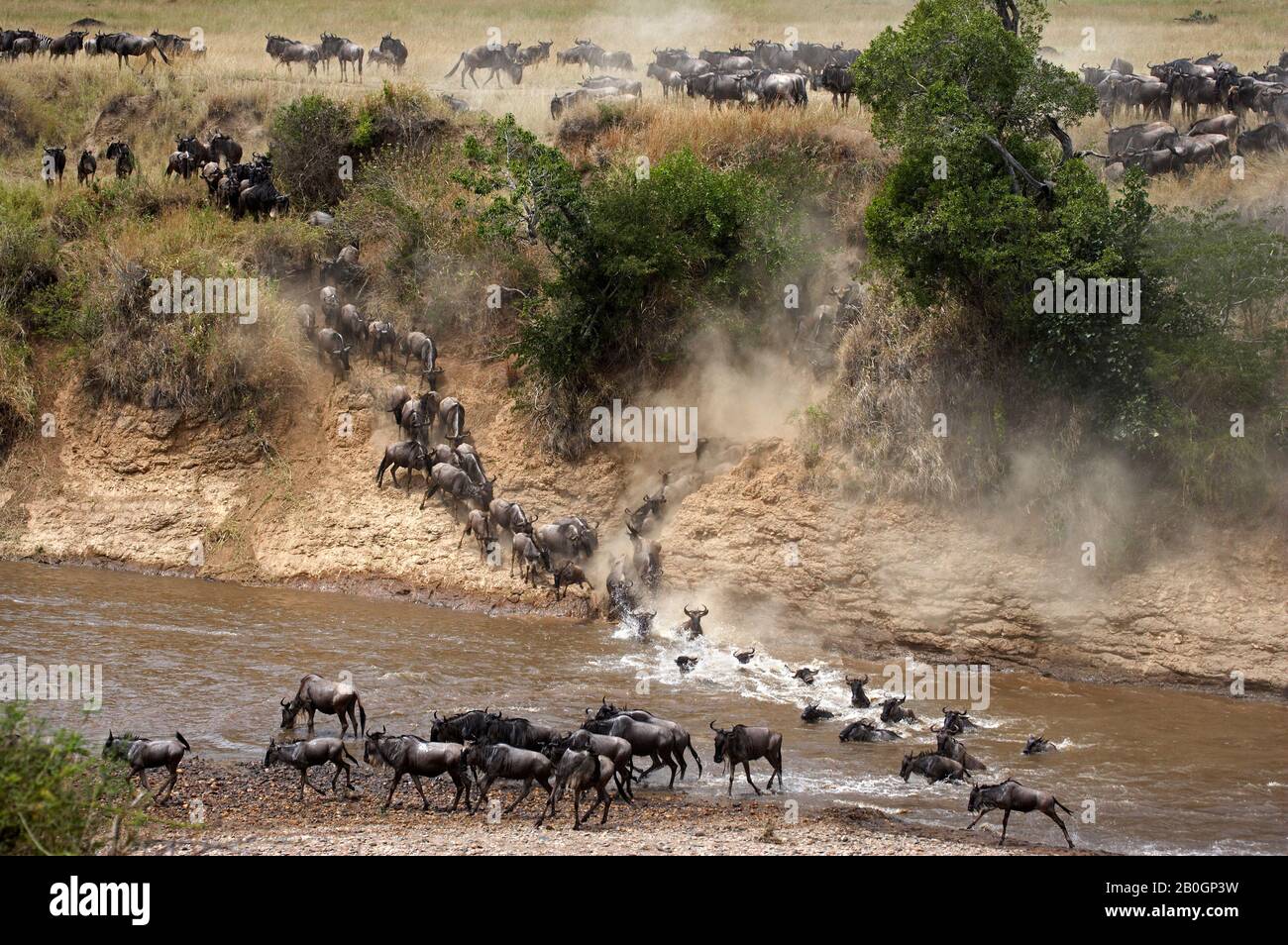 Blue Wildebeest, connochaetes taurinus, Herd crossing Mara River during Migration, Masai Mara Park in Kenya Stock Photo